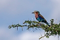 Lilac-breasted Roller.20240325-_DSC0153