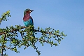 Lilac-breasted Roller.20240403-_DSC1303