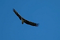 Martial Eagle.20240402-_DSC1061