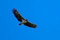 Martial Eagle.20240402-_DSC1080