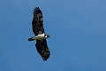 Martial Eagle.20240402-_DSC1099