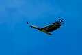 Martial Eagle.20240402-_DSC1104