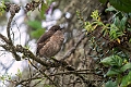 Moorland Chat.20240326-_DSC0377