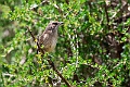 Moorland Chat.20240326-_DSC0385