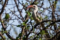 Northern Red-billed Hornbill.20240402-_DSC1152