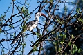 Northern Red-billed Hornbill.20240402-_DSC1161