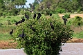 Open-billed Stork.20240413-_DSC2980