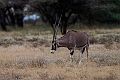 Oryx.20240329-_DSC0773