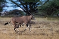 Oryx.20240329-_DSC0782