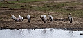 Paited Stork.20240325-_DSC0241