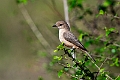 Pale Flycatcher.20240407-_DSC2211