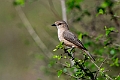 Pale Flycatcher.20240407-_DSC2229