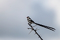 Pin-tailed Whydah.20240414-_DSC3085 kopier