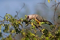 Red-bellied Parrot.20240402-_DSC1222