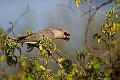 Red-bellied Parrot.20240402-_DSC1228