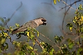 Red-bellied Parrot.20240402-_DSC1233