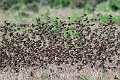 Red-billed Quelia.20240413-_DSC2924