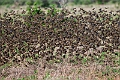 Red-billed Quelia.20240413-_DSC2943