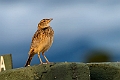 Red-winged Lark.20240405-_DSC1977