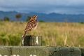 Red-winged Lark.20240405-_DSC3063