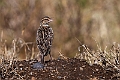 Rufous-naped Lark.20240325-_DSC0169