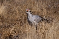 Secretarybird.20240329-_DSC0665