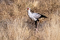 Secretarybird.20240329-_DSC0671