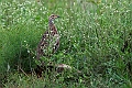 Shelley's Francolin.20240414-_DSC3115 kopier