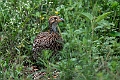 Shelley's Francolin.20240414-_DSC3138 kopier