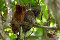 Sokoke Scops-Owl.20240408-_DSC2305