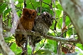 Sokoke Scops-owl.20240408-_DSC2234