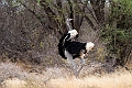 Somali Ostrich.20240328-_DSC0638 kopier