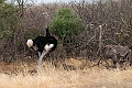 Somali Ostrich.20240328-_DSC0641 kopier