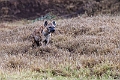 Spotted Hyena-20240325-_DSC0297