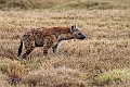 Spotted Hyena.20240325-_DSC0310