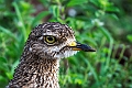 Spotted Thick-knee.20240414-_DSC3049 kopier