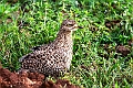 Spotted Thick-knee.20240414-_DSC3052 kopier