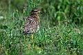 Spotted Thick-knee.20240414-_DSC3062 kopier