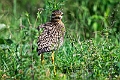 Spotted Thick-knee.20240414-_DSC3072 kopier