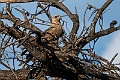 Tawny Eagle.20240402-_DSC1217