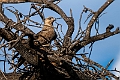 Tawny-eagle.20240402-_DSC1201