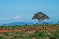 Tsavo East.20240412-_DSC2511