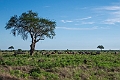 Tsavo East.20240412-_DSC3086 kopier