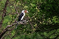 Van der Decken's Hornbill.20240403-_DSC1428