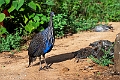 Vultamarine Guneafowl.20240413-_DSC2845