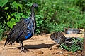 Vultamarine Guneafowl.20240413-_DSC2853