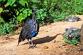 Vultamarine Guneafowl.20240413-_DSC2860