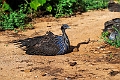 Vultamarine Guneafowl.20240413-_DSC2895