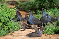 Vultamarine Guneafowl.20240413-_DSC2901