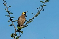 Wattled Starling.20240406-_DSC2020